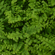 Hardy Fern Adiantum pedatum 'Imbricatum'